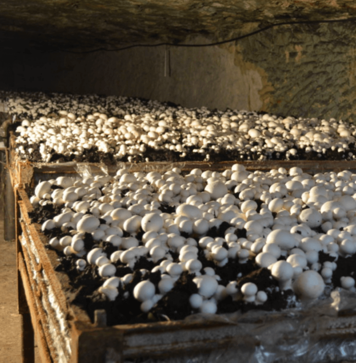 Cave vivante du champignon Producteurs et commercants en Anjou